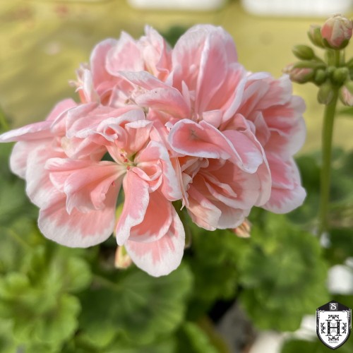 Pelargonium 'Natalie' - Pelargoon 'Natalie' P9/0,55L